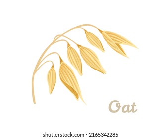 Oat ear isolated on white background. Vector cartoon flat illustration. Healthy food icon.