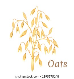 Oat ears of corn isolated on white background. Vector illustration of field cereal plant in cartoon flat style.