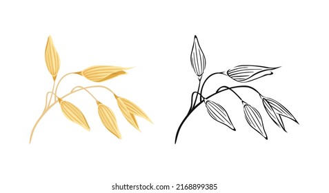 Oat ears. Vector color illustration and outline of agricultural plant. Healthy food icon.