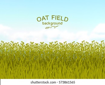 Oat field and blue sky background.  Colorful vector illustration.  