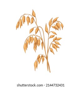 Oat, field cereal plant with gold seeds. Grain crop with golden kernels, vintage botany drawing. Avena Sativa in retro style. Realistic hand-drawn vector illustration isolated on white background.