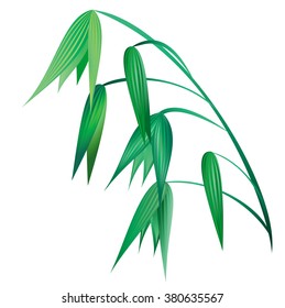 Oat. Hand drawn vector illustration of green oat ear on white background in realistic style.