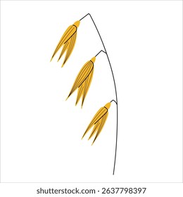 Oat plant. Coloured sketch with oats ear, seeds, cereal. Isolated on a white background. Agriculture and growing crops. Design element. Food, organic production, harvest cereal. Vector illustration