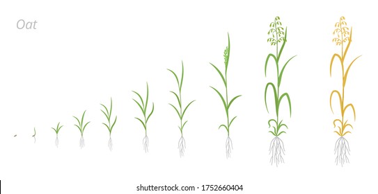 Oat plant growth stages development. Avena sativa. Species of cereal grain. Harvest animation progression. Ripening period vector infographic.