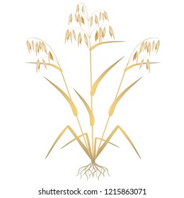 Oat plant with roots on a white background.