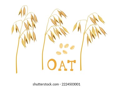 Oat plant vector illustration. oatmeal flake and oat ear