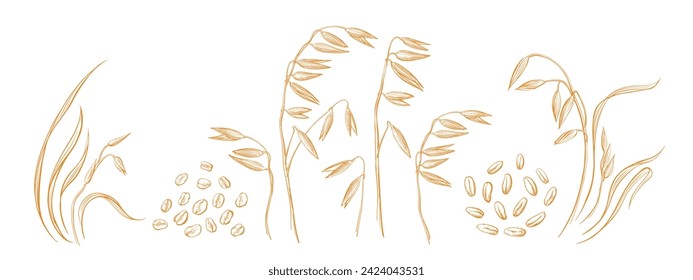 Oat spike collection. Vintage plant in engraving style. Vector details sketch. Golden grains for print, package design