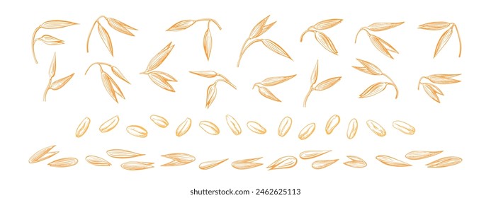 Oat spike, seed collection. Vector hand drawn wheat, spelt details sketch in engraving style. Agriculture farm harvest. Graphic vintage elements for package, milk design, wrapping paper for bread