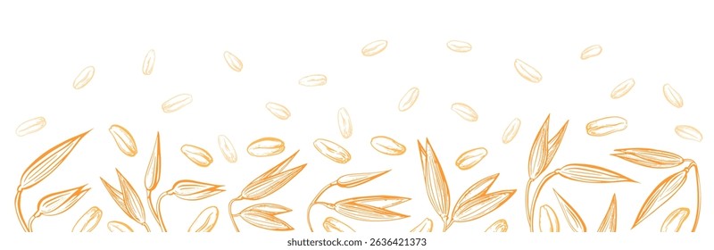 Oat spike, seeds. Vector hand drawn illustration. Wheat, golden spelt details sketch. Agriculture farm harvest. Graphic vintage pattern for package, vegan milk, food design