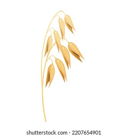 Oat spike. Vector illustration of a cereal plant. Grain culture
