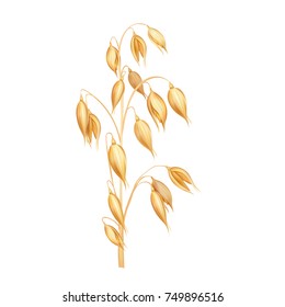 Oat spikelet realistic vector illustration