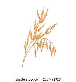 Oat spikelets with ears and grains. Botanical vintage drawing of field cereal plant. Agriculture crop with kernels and seeds in retro style. Hand-drawn vector illustration isolated on white background