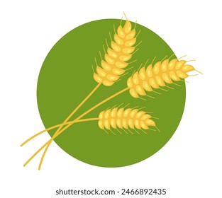 Oat wheat rice grain corn isolated concept. Vector flat graphic design illustration