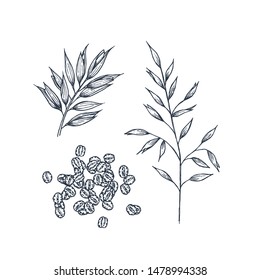 Oats botanical illustration. Engraved style. Vector illustration