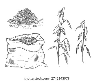 Oats cereal ears and grain in sack. Vector sketch illustration. Hand drawn isolated design elements.