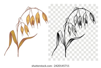 Oats, grains, plant, cereals, realistic sketches, vector illustrations, drawn by hand, black outline on a transparent background