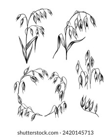 Oats, grains, plant, cereals, realistic sketches, vector illustrations, drawn by hand, black outline on a transparent background