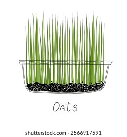 Oats micro greens. Organic raw vegan healthy food. Vegan dinner ingredient. Healthy nutrition herb spice vector illustration. Micro greens growning in a transparent container on white background 