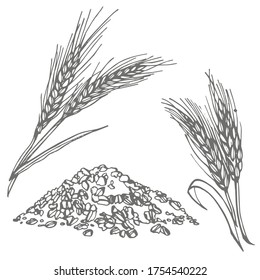 Oats, oat flakes. Graphic illustrations. Agriculture industry organic crop products for oat groats flakes, oatmeal packaging design.