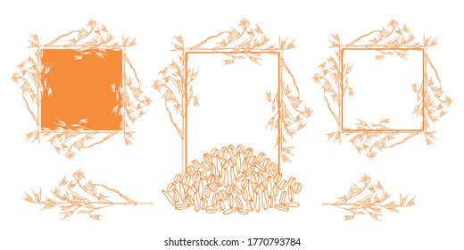 Establecer el diseño de los marcos con planta de avena, harina de avena, granos de avena, ilustración de hoja sobre un fondo blanco. Esbozo. Comida o producto de belleza de avena. Plantilla para la impresión de cajas y otros proyectos de diseño. Vector