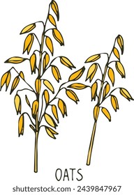 Oats plant hand drawn sketch. Color farm crop