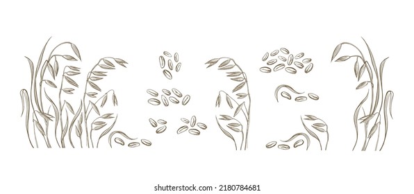 Oats set. Vector hand draw seed isolated on white background. Farm food, healthy porridge and natural milk