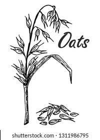 Oats sketch. Hand drawn set of oats, oatmeal, oat grain.  