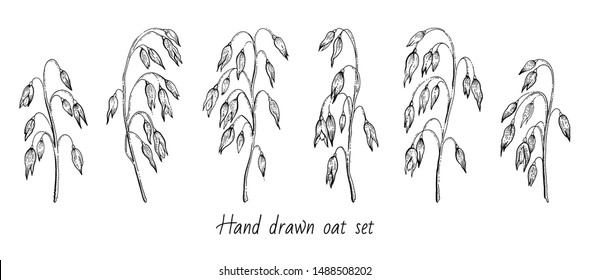 Oats sketch set. Engraved oatmeal. Line sketch icon for porridge, muesli, flake, breakfast concept. Vintage grain, ear. Oat meal healthy food. Hand drawn outline vector art isolated white background