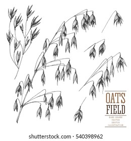 Oats spikelet sketch hand drawn vector collection, grain and stems isolated vintage illustration on a white background for the bakery shop or menu. Cereal theme.