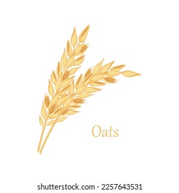 Oats. Two ears of oats. Illustration for food packaging. Cereal plants. Oatmeal. Vector illustration of grain crops isolated on a white background
