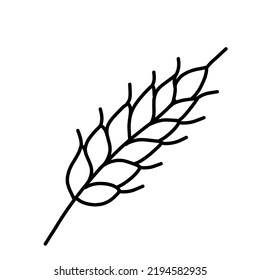 Oats and wheat, rye and barley spikelet. Vector doodle illustration.