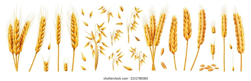 Oats and wheat, rye and barley spikelets and stems. Vector 3d realistic set, cartoon bundle of cereal growing plant with dry texture and seeds. Agriculture and harvesting wholegrain product