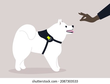 Obedience training, a hand giving a snack to a Samoyed puppy