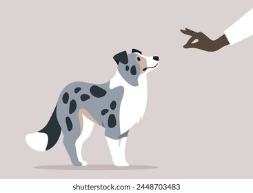 Obedience training, a hand giving a snack to a blue marble Border collie puppy