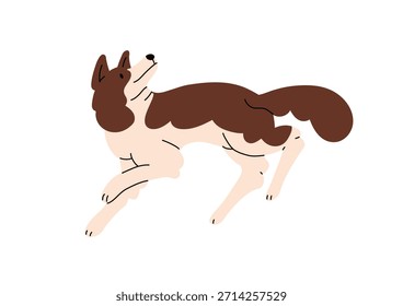 Obedient Border Collie follows commands. Fluffy sheepdog has fun outdoors. Happy puppy of sheep dog plays. Funny pet runs and looks upward. Flat isolated vector illustration on white background
