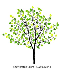 Object is a beautiful tree with green foliage