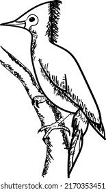 object bird freehand illustration style