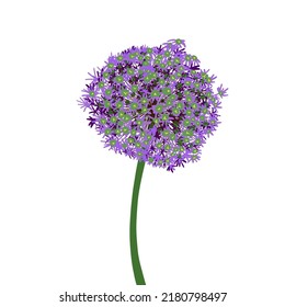 Object flower onion. Vector illustration