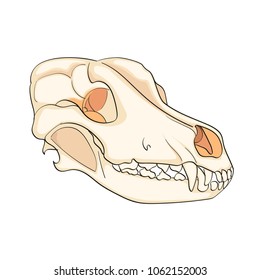 Object on white background skull dog sideways. Color background. vector illustration