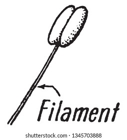 Objects or fibers, such as a thin thread, are found especially in plant structures. The stalk support of the anther, Smooth muscle has arrangements of filaments, vintage