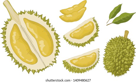 Objects isolated on white background. Durian in different forms: whole, peeled, flesh.