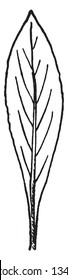 The Oblanceolate Leaf having a rounded apex and tapering base.It has lance shape, vintage line drawing or engraving illustration.