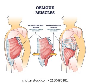 Oblique muscles and human inner skeletal and muscular system outline diagram. Labeled educational external and internal obliquus abdominis parts description vector illustration. Anatomical scheme.