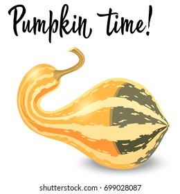 Oblong striped pumpkin isolated on white background. Vector