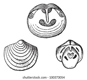 Obolus, fossil showing interior of the ventral valve, exterior of the dorsal valve, and interior of the dorsal valve,vintage illustration. Dictionary of Words and Things - Larive and Fleury - 1895