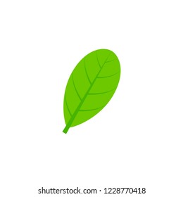 obovate maple leaf flat icon on transparent background