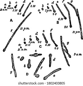 Observation of the various phases of germination of spore of Bacillus ramosus, under very high powers, vintage line drawing or engraving illustration.