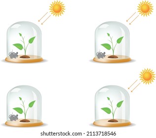 Observar el desarrollo de la planta, que se deja en la linterna de cuatro maneras diferentes, al estar expuesta a los rayos del sol