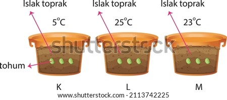 Observing the growth of bean seeds by planting in the soil in 3 brown pots