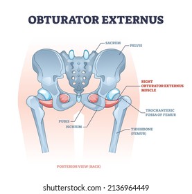 Localización del músculo externo del obturador con diagrama esquelético de estructura de cadera. Esquema educativo etiquetado con ilustración vectorial del sistema muscular pelvis. Descripción médica de la parte inferior del cuerpo.